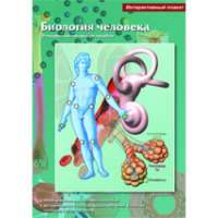 Интерактивные плакаты. Биология человека. Программно-методический комплекс - fgospostavki.ru - Щёлково