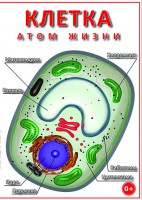 DVD "Клетка - "атом жизни" - fgospostavki.ru - Щёлково