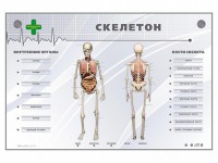 Электрифицированный стенд-тренажер "Скелетон" - fgospostavki.ru - Щёлково