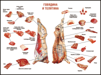 Таблица "Правила разделки мясных туш. Говядина и телятина" (100х140 сантиметров, винил) - fgospostavki.ru - Щёлково