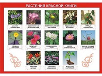 Таблица демонстрационная "Растения Красной книги" (винил 100*140) - fgospostavki.ru - Щёлково