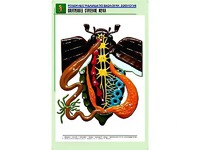 Рельефная таблица "Внутреннее строение жука" (формат А1, матовое ламинирование) - fgospostavki.ru - Щёлково