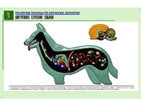Рельефная таблица "Внутреннее строение собаки" (формат А1, матовое ламинирование) - fgospostavki.ru - Щёлково