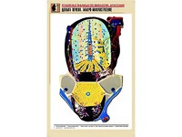 Рельефная таблица "Долька печени. Макро-микростроение" (формат А1, матовое ламинирование) - fgospostavki.ru - Щёлково