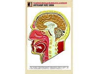 Рельефная таблица "Сагиттальный разрез головы" (формат А1, матовое ламинирование) - fgospostavki.ru - Щёлково