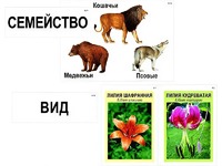 Модель-аппликация "Классификация растений и животных" (ламинированная) - fgospostavki.ru - Щёлково