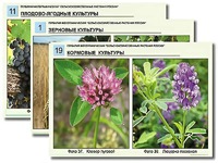 Гербарий фотографический "Сельскохозяйственные растения России" - fgospostavki.ru - Щёлково
