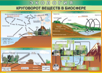Таблица "Круговорот веществ в биосфере" (100х140 сантиметров, винил) - fgospostavki.ru - Щёлково