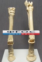 Скелет конечности лошади (передняя и задняя) на подставке - fgospostavki.ru - Щёлково