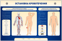 Электрифицированный стенд-тренажер "Остановка кровотечения" - fgospostavki.ru - Щёлково