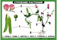 Комплект таблиц "Ознакомление с окружающим миром 1-4 класс" - fgospostavki.ru - Щёлково