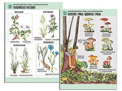 Комплект таблиц "Окружающий мир. Грибы. Растительный мир" (12 таблиц, А1, ламинированные) - fgospostavki.ru - Щёлково