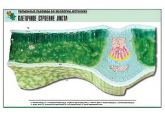 Рельефная таблица "Клеточное строение листа" (формат А1, матовое ламинирование) - fgospostavki.ru - Щёлково