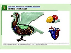 Рельефная таблица "Внутреннее строение голубя" (формат А1, матовое ламинирование) - fgospostavki.ru - Щёлково