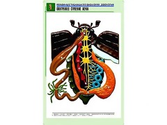 Рельефная таблица "Внутреннее строение жука" (формат А1, матовое ламинирование) - fgospostavki.ru - Щёлково