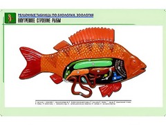 Рельефная таблица "Внутреннее строение рыбы" (формат А1, матовое ламинирование) - fgospostavki.ru - Щёлково