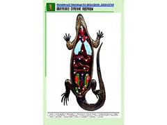 Рельефная таблица "Внутреннее строение ящерицы" (формат А1, матовое ламинирование) - fgospostavki.ru - Щёлково