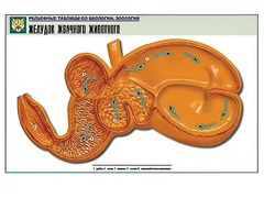 Рельефная таблица "Желудок жвачного животного" (формат А1, матовое ламинирование) - fgospostavki.ru - Щёлково