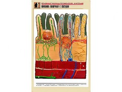 Рельефная таблица "Ворсинка кишечная с сосудом" (формат А1, матовое ламинирование) - fgospostavki.ru - Щёлково