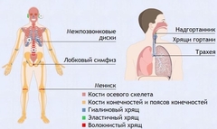 Интерактивные курсы. Биология 9 класс. Базовый. - fgospostavki.ru - Щёлково