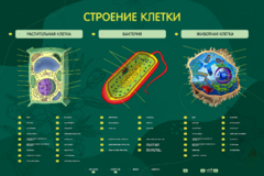 Электрифицированный стенд "Строение клетки" с маркерными полями - fgospostavki.ru - Щёлково