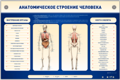 Электрифицированный стенд-тренажер c макетом скелета "Анатомическое строение человека" - fgospostavki.ru - Щёлково