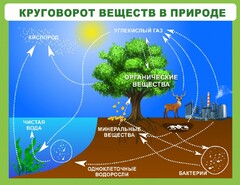 Стенд "Круговорот веществ" - fgospostavki.ru - Щёлково