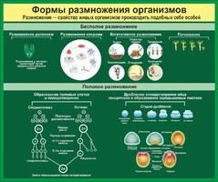 Стенд "Формы размножения организмов" - fgospostavki.ru - Щёлково