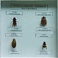 Коллекция энтомологическая "Представители отряда насекомых" - fgospostavki.ru - Щёлково