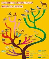 Стенд "Развитие животного мира на земле" - fgospostavki.ru - Щёлково