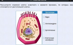 Интерактивные курсы. Биология 8 класс. Базовый - fgospostavki.ru - Щёлково