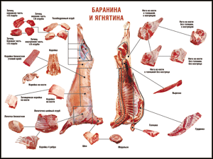 Таблица "Правила разделки мясных туш. Баранина и ягнятина" (100х140 сантиметров, винил) - fgospostavki.ru - Щёлково
