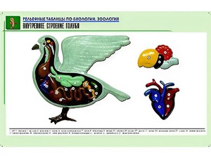 Рельефная таблица "Внутреннее строение голубя" (формат А1, матовое ламинирование) - fgospostavki.ru - Щёлково