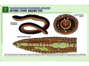 Рельефная таблица "Внутреннее строение дождевого червя" (формат А1, матовое ламинирование) - fgospostavki.ru - Щёлково