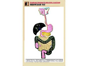 Рельефная таблица "Пищеварительный тракт" (формат А1, матовое ламинирование) - fgospostavki.ru - Щёлково