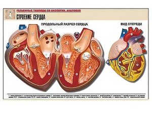 Рельефная таблица "Строение сердца" (формат А1, матовое ламинирование) - fgospostavki.ru - Щёлково