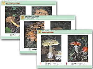 Комплект таблиц раздаточных "Грибы съедобные и несъедобные" (цветные, ламинированные, А4, 8 штук) - fgospostavki.ru - Щёлково