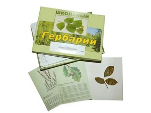 Гербарий "Дикорастущие растения" (30 видов, с иллюстрациями) - fgospostavki.ru - Щёлково