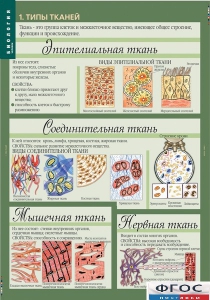 Комплект таблиц. Биология 8-9 класс. Человек. - fgospostavki.ru - Щёлково