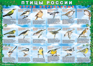 Комплект таблиц "Птицы России (4 листа)" (100х140 сантиметров, винил) - fgospostavki.ru - Щёлково