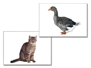 Дидактическое пособие "Домашние животные" (24 карточки) - fgospostavki.ru - Щёлково