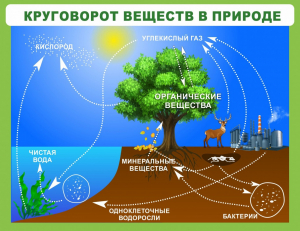 Стенд "Круговорот веществ" - fgospostavki.ru - Щёлково