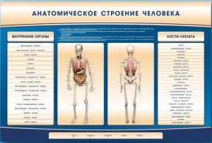 Электрифицированный стенд-тренажер c макетом скелета "Анатомическое строение человека" - fgospostavki.ru - Щёлково