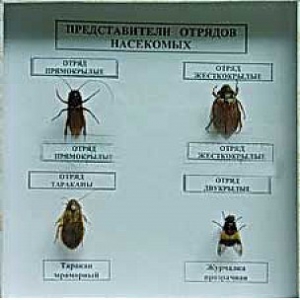 Коллекция энтомологическая "Представители отряда насекомых" - fgospostavki.ru - Щёлково
