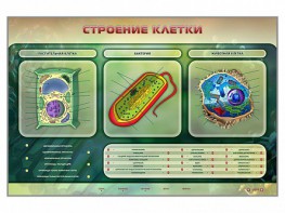 Электрифицированный стенд "Строение клетки" с маркерными полями - fgospostavki.ru - Щёлково