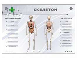 Электрифицированный стенд-тренажер "Скелетон" - fgospostavki.ru - Щёлково