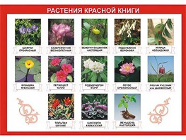 Таблица демонстрационная "Растения Красной книги" (винил 100*140) - fgospostavki.ru - Щёлково