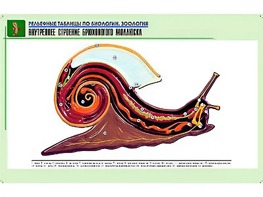 Рельефная таблица "Внутреннее строение брюхоногого моллюска" (формат А1, матовое ламинирование) - fgospostavki.ru - Щёлково