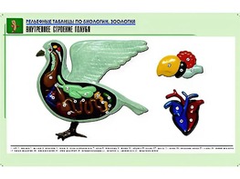 Рельефная таблица "Внутреннее строение голубя" (формат А1, матовое ламинирование) - fgospostavki.ru - Щёлково