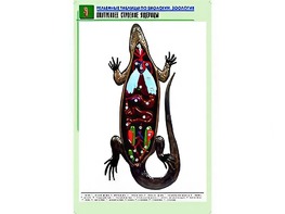 Рельефная таблица "Внутреннее строение ящерицы" (формат А1, матовое ламинирование) - fgospostavki.ru - Щёлково
